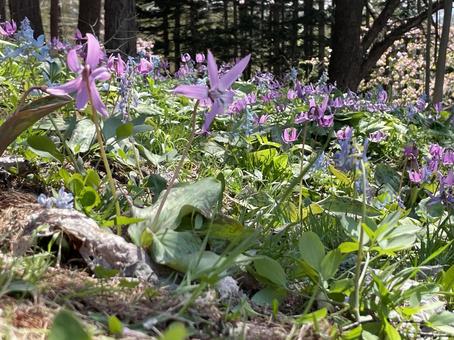 カタクリの花 カタクリの花の写真