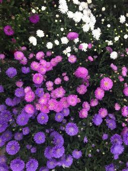 花 花の写真