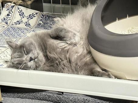 Siberian, JPG