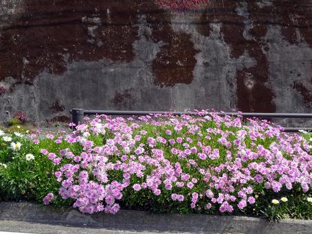 坂道のマーガレット マーガレット,ピンク,坂道の写真素材