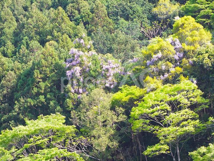 山の中腹に満開となった藤の花 藤,藤の花,花の写真素材