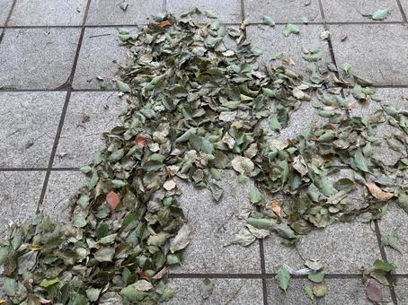 落ち葉 落ち葉 紅葉,落ち葉,秋の写真素材