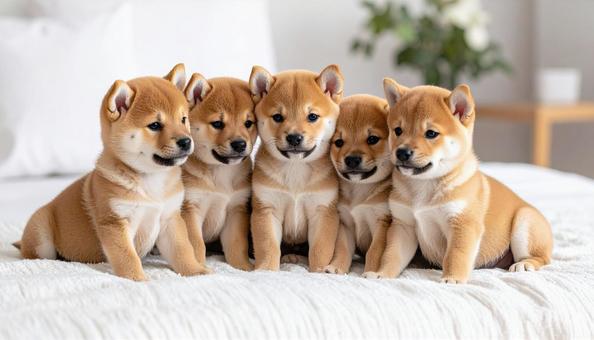 身を寄せ合う柴犬の子犬 豆柴 身を寄せ合う柴犬の子犬 豆柴の写真