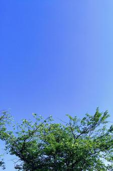 晴天 晴天の写真