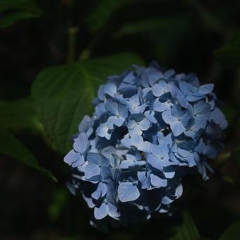 Hydrangeas in the park, JPG Hydrangeas in the park, JPG