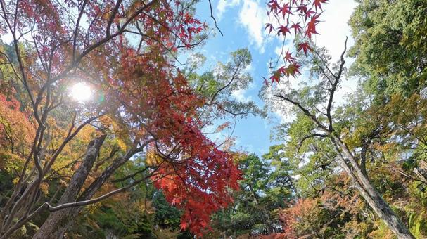 和歌山城・西の丸庭園の紅葉 和歌山城,西の丸庭園,紅葉の写真素材