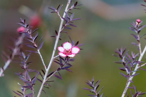 小さな花を咲かせるマヌカ 小さな花を咲かせるマヌカの写真