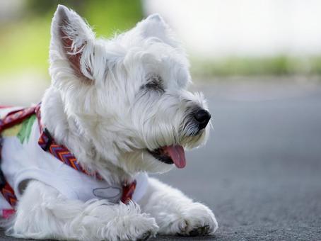 犬のポートレート 犬,ウェスティ,ウエストハイランドの写真素材