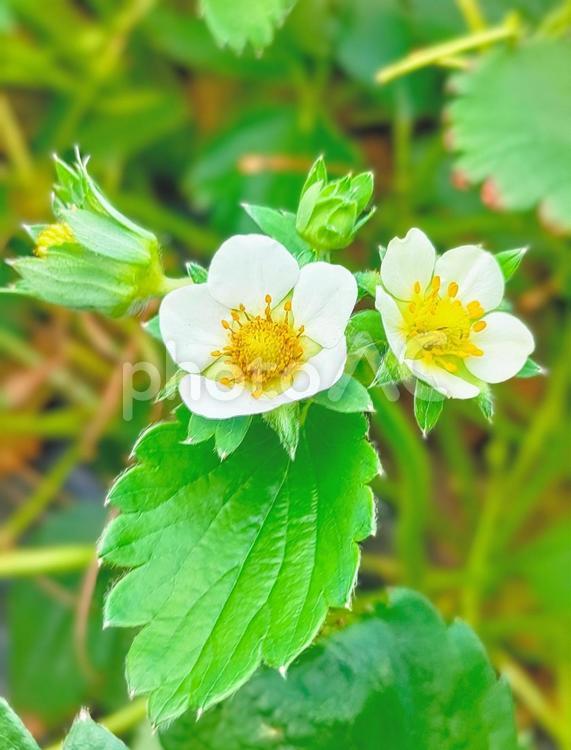 苺農家さんの苺の花！ 苺,花,可愛いの写真素材