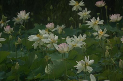 蓮 蓮 蓮,夏,自然の写真素材