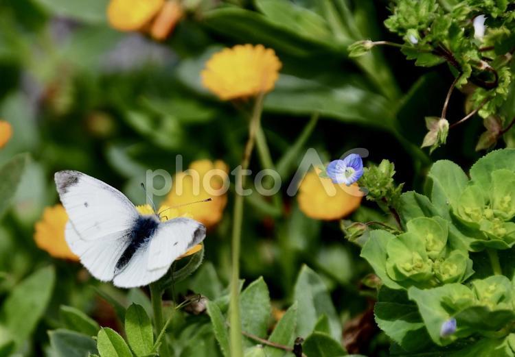 花に止まっているモンシロチョウ 蝶々,もんしろちょう,花の写真素材