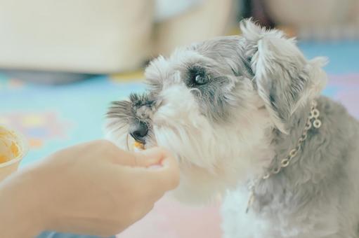 ミニチュアシュナウザー 犬,ペット,動物の写真素材