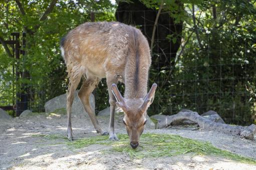 Photo, deer, animal, natural, 