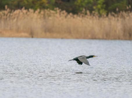 水辺を飛ぶカワウ 水辺を飛ぶカワウの写真