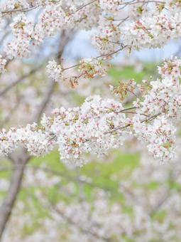 cherry blossoms, JPG