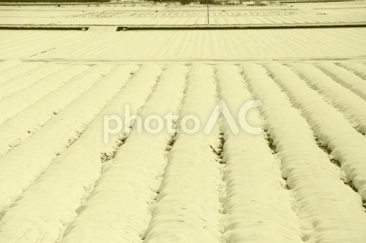 積雪の畑　セピア セピア,畑,冬の写真素材