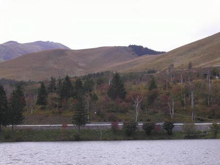 Photo, lake shirakaba, japanese privet (ligustrum japonicum), nagano prefecture, 