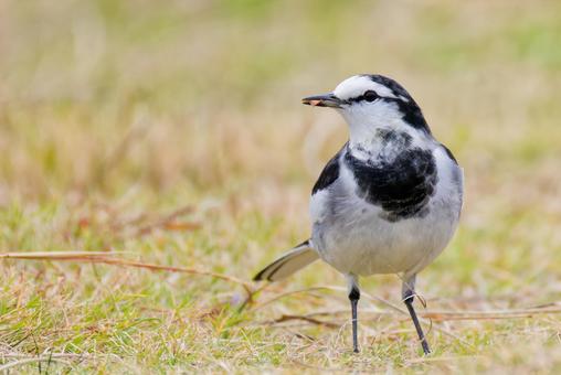 餌探しをするハクセキレイ冬羽の雄 ハクセキレイ,白鶺鴒,セキレイの写真素材