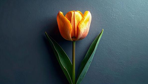 一輪のチューリップの花の写真