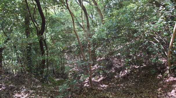 ハイキング道の景色の写真