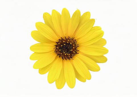 ひまわり 切り抜き ひまわり 切り抜き ひまわり,向日葵,切り抜きの写真素材