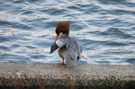 Photo, bird, common merganser, female, 
