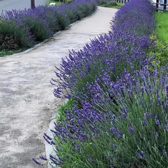 Lavender blooming along the walking path, JPG