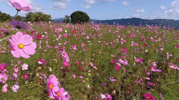 秋の花、コスモス畑 秋の花、コスモス畑 コスモス,秋,コスモス畑の写真素材