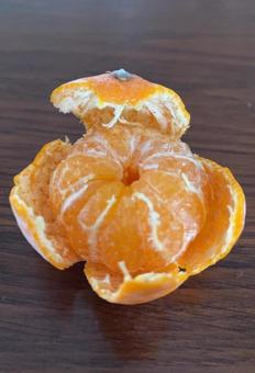 手で皮を剥いたマーコットオレンジ 手で皮を剥いたマーコットオレンジの写真