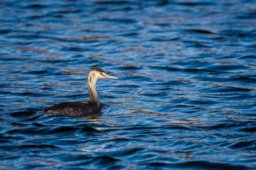 池を泳ぐカンムリカイツブリ 池を泳ぐカンムリカイツブリの写真