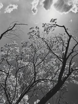 モノクロの桜、見上げた空と雲﻿が作る芸術 桜,花,モノクロの写真素材
