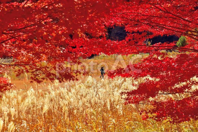 秘境の紅葉（栃木川俣） 紅葉,秋,絶景の写真素材