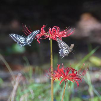 アゲハ蝶 彼岸花 アゲハ蝶,蝶,昆虫の写真素材