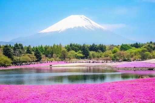 鮮やかな芝桜と富士山 富士山,芝桜,春の写真素材
