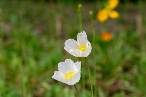 White Icelandic poppies blooming in the early summer sunshine, JPG White Icelandic poppies blooming in the early summer sunshine, JPG