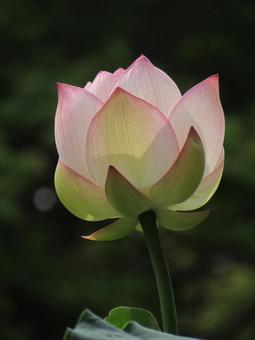 When the lotus buds bloom, JPG When the lotus buds bloom, JPG