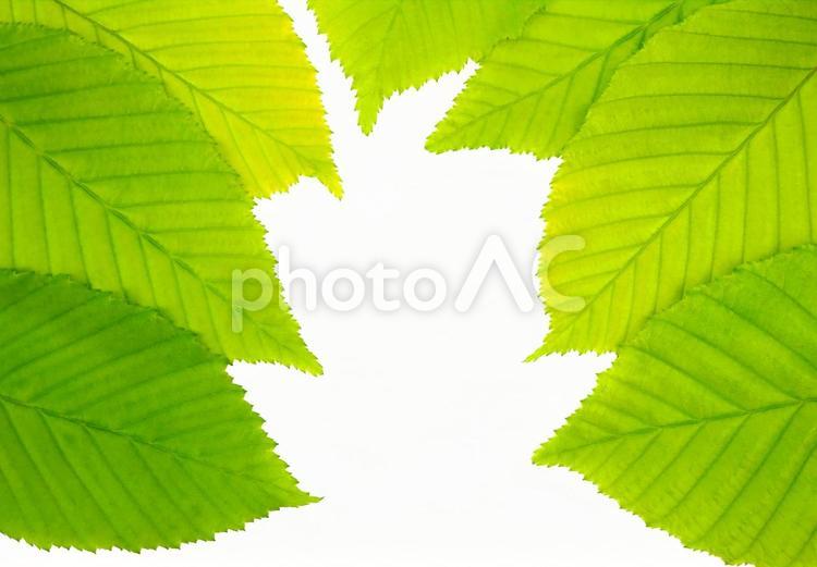 グリーンの葉っぱのフレーム素材無料画像 葉っぱ,緑,若葉の写真素材