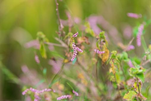 田んぼの畦道で咲くかわいいイヌタデの花 田んぼの畦道で咲くかわいいイヌタデの花の写真