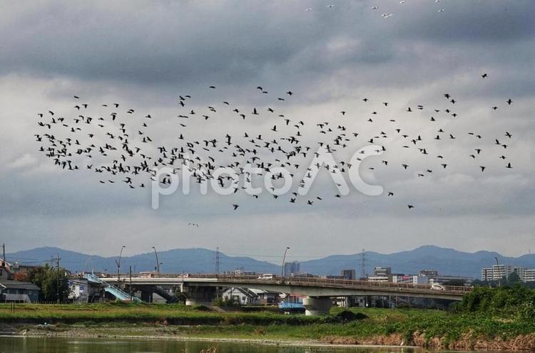 川鵜の大群6 動画,生き物,鳥の写真素材