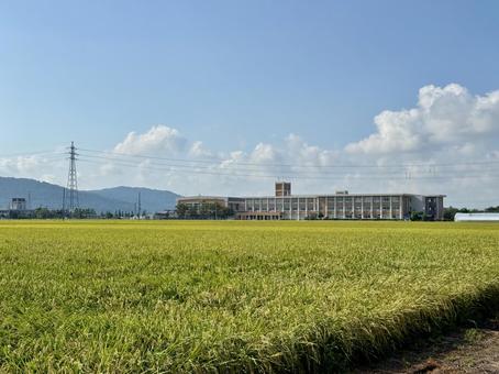 福井県の夏の田んぼ 道,稲穂,自然の写真素材