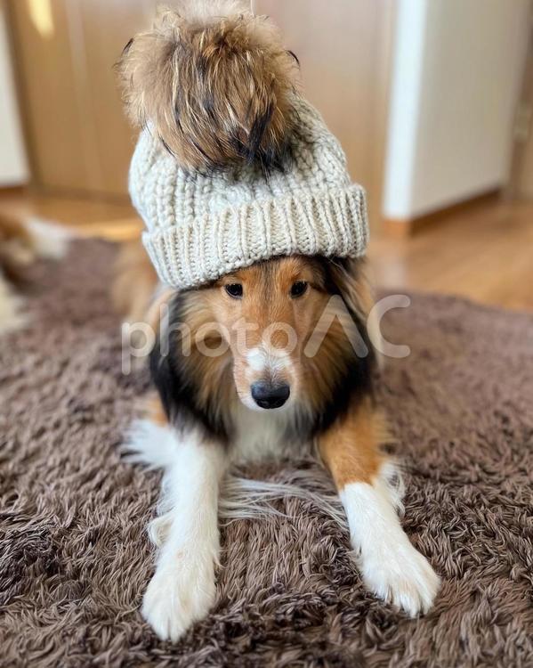 ロキアコ　シェルティ　セーブル シェルティ,シェットランドシープドッグ,犬の写真素材