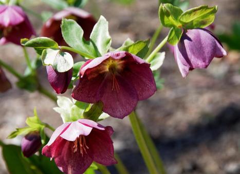 ハルザキクリスマス・ローズの写真