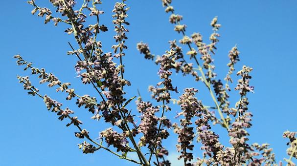 初秋の河口湖畔に咲くロシアンセージの花 ロシアンセージ,初秋,花の写真素材