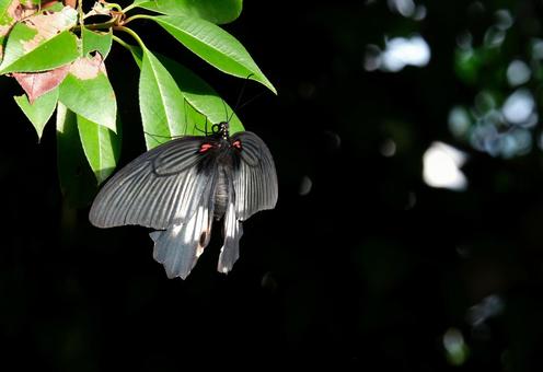 黒い蝶 黒い蝶の写真