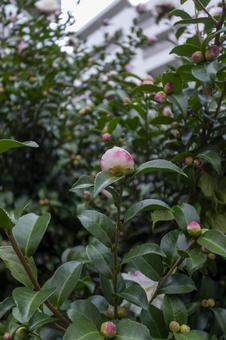 サザンカ サザンカ,山茶花,10月の写真素材