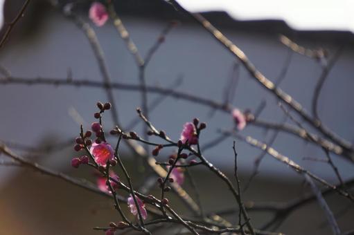 梅 梅の写真