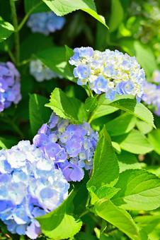 Blue hydrangeas blooming on a sunny day during the rainy season, JPG