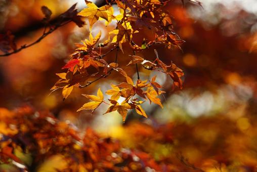 秋の紅葉 秋の紅葉の写真