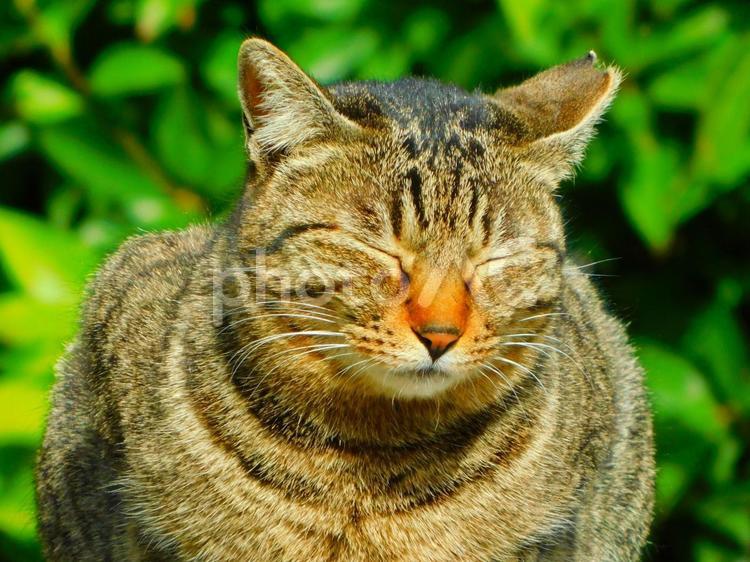 ねむたいにゃあ　目をつぶるキジトラ猫さん 眠たい,キジトラ,ネコの写真素材