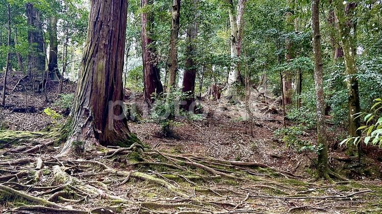 石上神宮　境内 神宮,石上神宮,山の写真素材